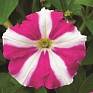 Петуния мелкоцветковая (Petunia milliflora)