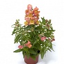 Львиный зев (Антирринум) большой (Antirrhinum majus)