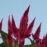 Целозия колосистая (перистая) (Celosia spicata)