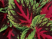 Колеус гибридный (Kong)