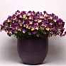 Виола виттрока ампельная (Viola wittrockiana)