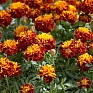 Бархатцы отклоненные (Tagetes patula) Бархатцы отклоненные (Tagetes patula)