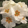 Примула бесстебельная (Primula acaulis)