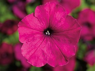 Петуния многоцветковая (генетически компактная) (Damask F1)