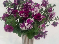 Петуния крупноцветковая махровая (Allegra F1)