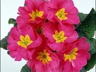 Примула бесстебельная (Grandissima F1)