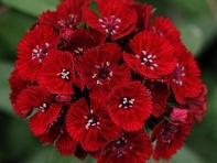 Гвоздика турецкая (Sweet F1)