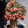 Бегония клубневая махровая ампельная (Begonia tuberhybrida)