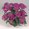 Пентас ланцетовидный (Pentas lanceolata)
