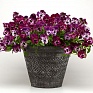 Виола виттрока ампельная (Viola wittrockiana)