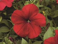 Петуния многоцветковая (Hurrah F1)