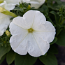 Петуния многоцветковая (генетически компактная) (Petunia multiflora)