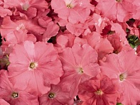 Петуния многоцветковая (Celebrity F1)