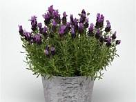 Лаванда стэхадская (Bandera)