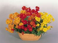 Космея сернисто-желтая (Cosmic)