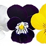Виола рогатая (Viola cornuta)