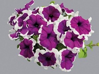 Петуния крупноцветковая (генетически компактная) (Limbo GP F1)