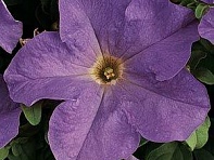 Петуния крупноцветковая (Dreams F1)