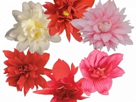 Бегония гибридная ампельная (зеленая листва) (Funky F1)