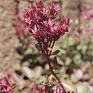 Седум ложный (Sedum spurium)