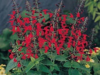 Шалфей ярко-красный (Hummingbird)