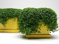 Мята корсиканская