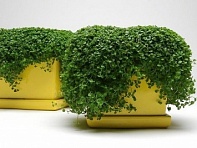 Мята корсиканская (Mini Mint)