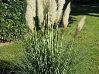 Кортадерия Зелло / Пампасова траа ()