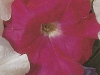 Петуния многоцветковая (Primetime F1)