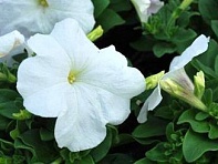 Петуния многоцветковая (генетически компактная) (Mambo GP F1)