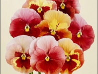 Виола Виттрока (Desiderio F1)