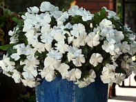 Катарантус розовый ампельный (Mediterranean XP)