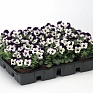 Виола рогатая (Viola cornuta)