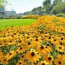 Рудбекия волосистая (Rudbeckia hirta) Рудбекия волосистая (Rudbeckia hirta)