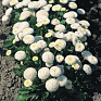 Маргаритка многолетняя (Bellis perennis)