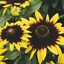 Рудбекия волосистая (Rudbeckia hirta)