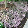 Гипоэстес листоколосниковый (Hypoestes phyllostachya)