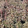 Седум ложный (Sedum spurium)