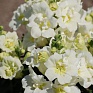 Львиный зев (Антирринум) махровый (Antirrhinum majus)