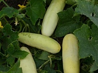 Огурец посевной