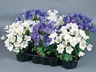 Колокольчик карпатский (Clips)