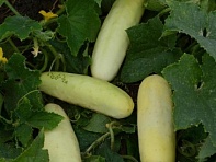 Огурец посевной (Martini)