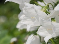 Колокольчик ложечницелистный (Alpine Breeze)