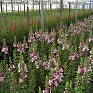 Львиный зев (Антирринум) большой (Antirrhinum majus)