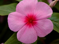 Катарантус розовый (Titan F1)