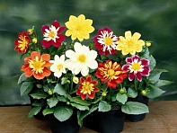 Георгина изменчивая (Harlequin)