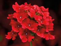 Вербена гибридная ампельная (Obsession Cascade F1)