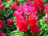 Львиный зев (Антирринум) большой (Snappy F1)