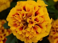 Бархатцы отклоненные (Hot Pak)