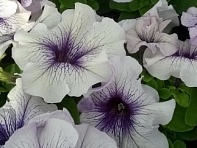 Петуния крупноцветковая (генетически компактная) (Limbo GP F1)